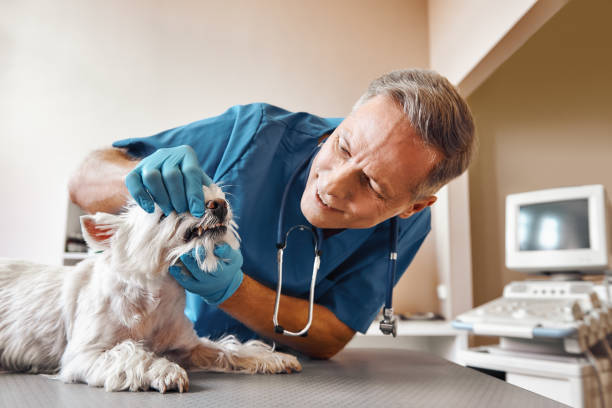 Best Urgent Dental Care in Woody, WA